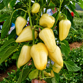 Белозерка семена перца сладкого (Semenaoptom)