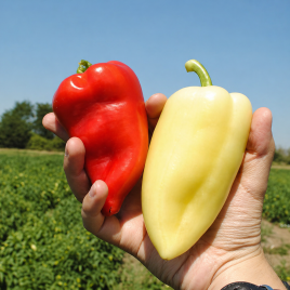 Цинтия F1 семена перца сладкого (Moravoseed)