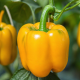 Шорок-шари семена перца сладкого раннего (Hortus)