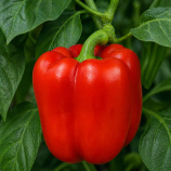 Квадрато Асти красный семена перца сладкого (SAIS)
