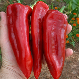 Марконі Ред (Марконі Россо) насіння перцю солодкого (Hortus)