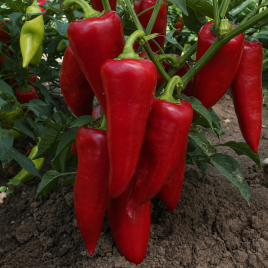 Сакура семена перца сладкого (Moravoseed)