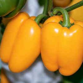 Кунео еллоу семена перца сладкого раннего (Hortus)