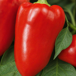 Ластівка насіння перцю солодкого тип Угорський середнього 120-140 дн 70-100 гр 5-7 мм салат/черв (ТМ Смачний)