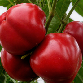 Перець солодкий Колобок