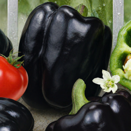 Перець Чорний квадрат 