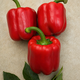 Актор F1 насіння перцю солодкого (Yuksel)