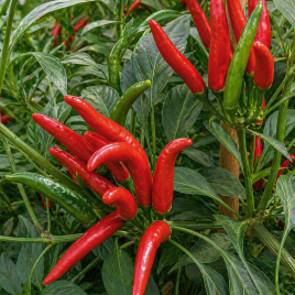 Хай Флай F1 насіння гіркого перцю 7 гр. 7х0,6-0,8 см зел./червон. (NongWoo Bio)