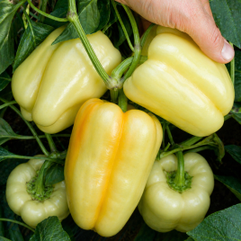Квадрі F1 насіння перцю солодкого (Semo)