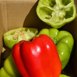 Саския F1 семена перца сладкого (Semo)