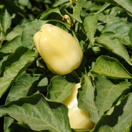 Беатрикс F1 семена перца сладкого (Moravoseed)