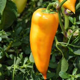Бея F1 насіння перцю солодкого (Moravoseed)