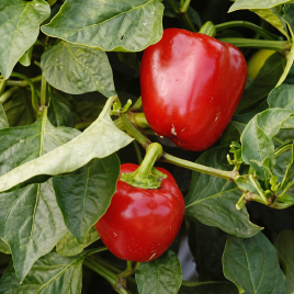 Подарок Молдовы семена перца сладкого (Элитный ряд)