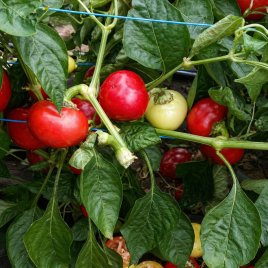 Коралл насіння перцю гіркого раннього окр. 2-3 см 2-3 мм зел./червон. (Moravoseed)