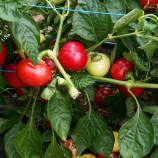 Коралл семена перца острого (Moravoseed)