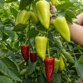 Перець солодкий Троян F1