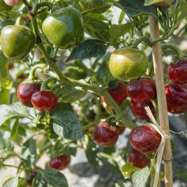 Черри Файр F1 семена перца острого раннего зел./красн. (United Genetics)