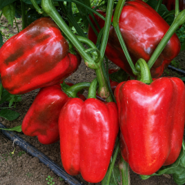 Клерени F1 семена перца сладкого (Enza Zaden)