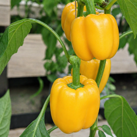 Каліфорнійське чудо насіння перцю жовт. (Професійне насіння)
