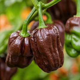 Хабанеро шоколадный семена перца позднего 3-4 см (Satimex СДБ)