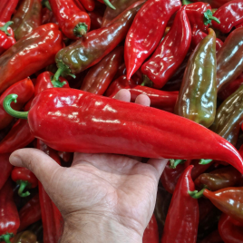 Перець Супер Кап F1 (Капітанія F1)