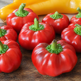 Топепо ред насіння перцю солодкого (Hortus)