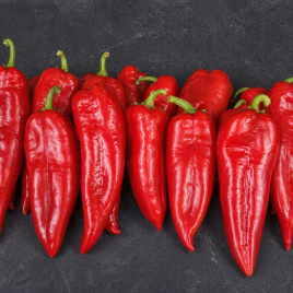  Капстар насіння перцю солодкого раннього 16-18 см зел./черв (BT Tohum)