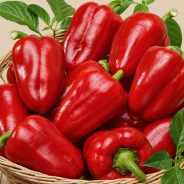 Красное чудо семена перца сладкого тип Ламуйо среднего 120-140 дн. 100-150 гр. 5-7 мм (Семена Украины)