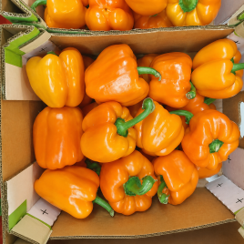 Бычок семена перца сладкого тип Блочный среднего 105-120 дн 150-200 гр 3-4 камер 6-7 мм оранж (GL Seeds)