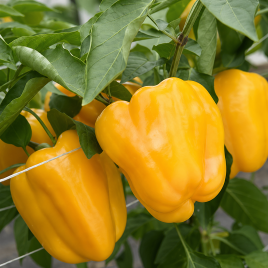 Золотой телец семена перца сладкого тип Блочный среднего 115-120 дн 250-300 гр 10 мм оранж (GL Seeds)