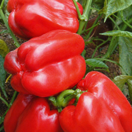 Красный гигант семена перца сладкого тип Блочный среднего 400-600 гр 20 см 6-10 мм зел/красн (GL Seeds)