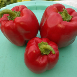 Красный куб F1 семена перца сладкого тип Блочный раннего 105-110 дн 200-250 гр 10х10 см 8-9 мм зел/красн (GL Seeds)