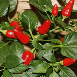 Перец Огонек 