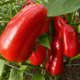 Фаршировочный семена перца сладкого тип Блочный раннего 110-125 дн 120-150 гр красн (GL Seeds)