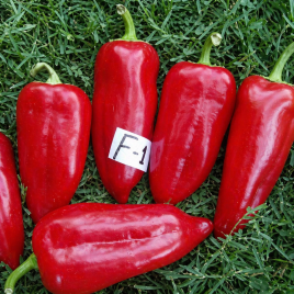 Миролюбовский F1 семена перца сладкого тип Ламуйо раннего удл.-куб. 200-220 гр. желт./красн. (Украина СДБ)