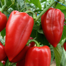 Перец сладкий Нова 
