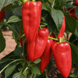 Перець Аріадні F1