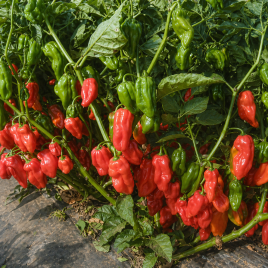 Хабахот F1 семена перца горького тип Хабанеро 15-18 гр. 5-6 см зел./красн. (United Genetics)