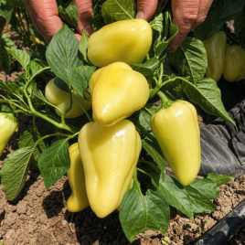 Перець солодкий Пілот