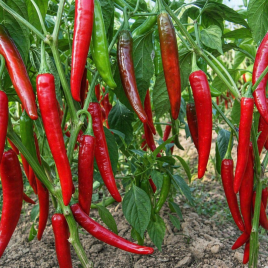 Перец горький Хариет