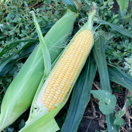 Апачи F1 семена кукурузы суперсладкой Sh2 ультраранней 62-65 дн. 20-22 см 16-18 р. (Spark Seeds)