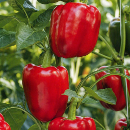 Перец Ред Вондер F1
