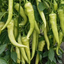 Перець гіркий Хотстар F1