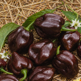 Перець гіркий Хабанеро шоколад