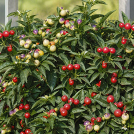 Перець гострий декоративний Намисто 