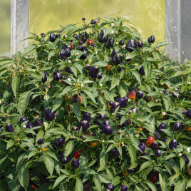 Перець гострий декоративний Пурпурна перлина