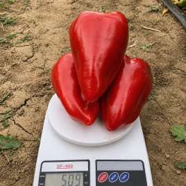 Кольт F1 семена перца сладкого тип Венгерский раннего 55-60 дн. 160-180 гр. зел./темно-красн. (Spark Seeds)