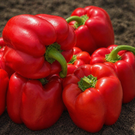 500 F1 (Пятьсот F1) семена перца сладкого тип Блочный раннего корот. куб. 220-250 гр. 8-10х5-7см зел./красн. (Yuksel)