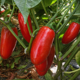 Перець Форахідо F1 