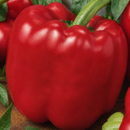 Перець Йоло Вондер Біг 